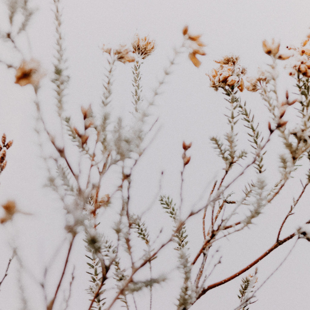 In The Details I by Annie Spratt - Light House Co.