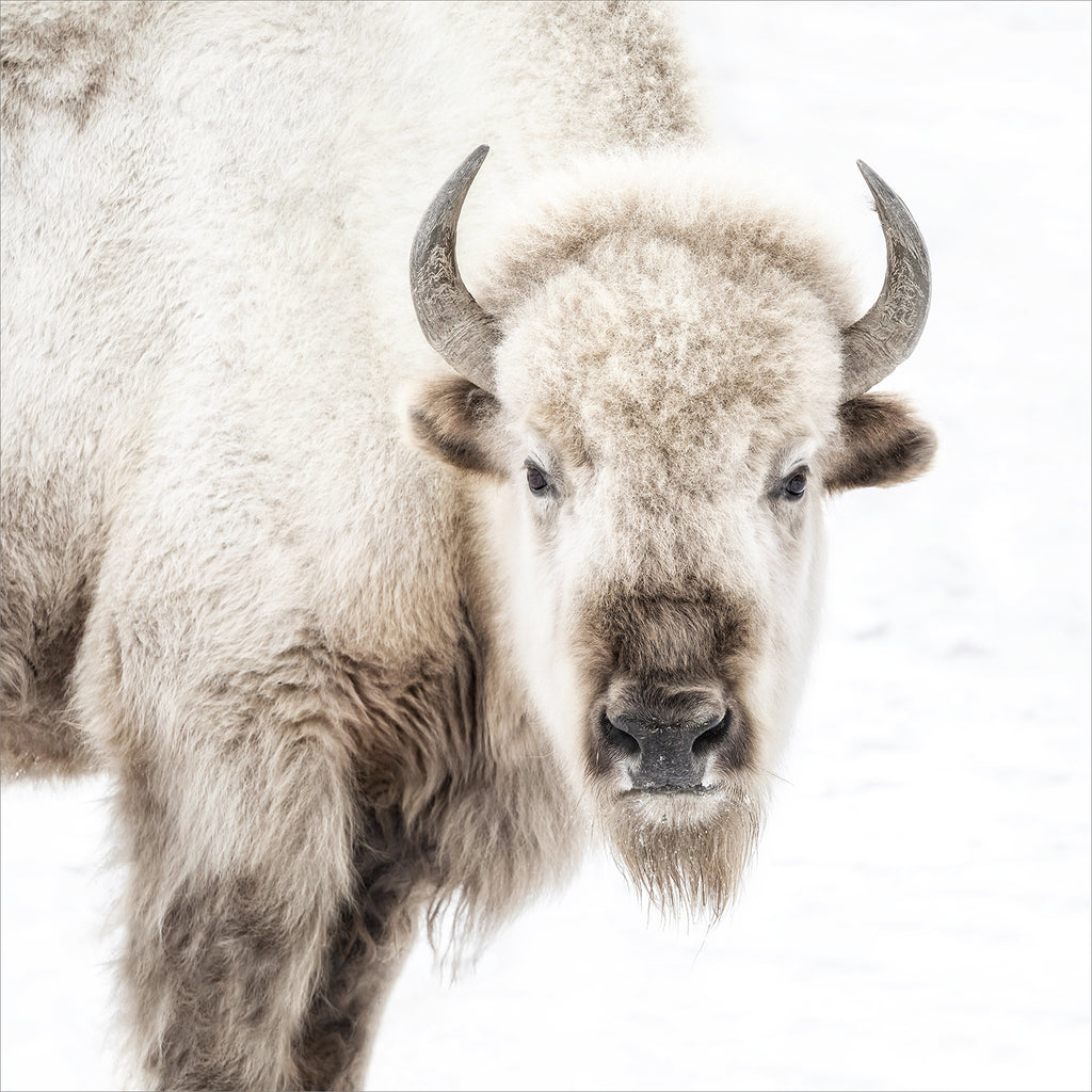 Sacred White Bison Portrait - Light House Co.
