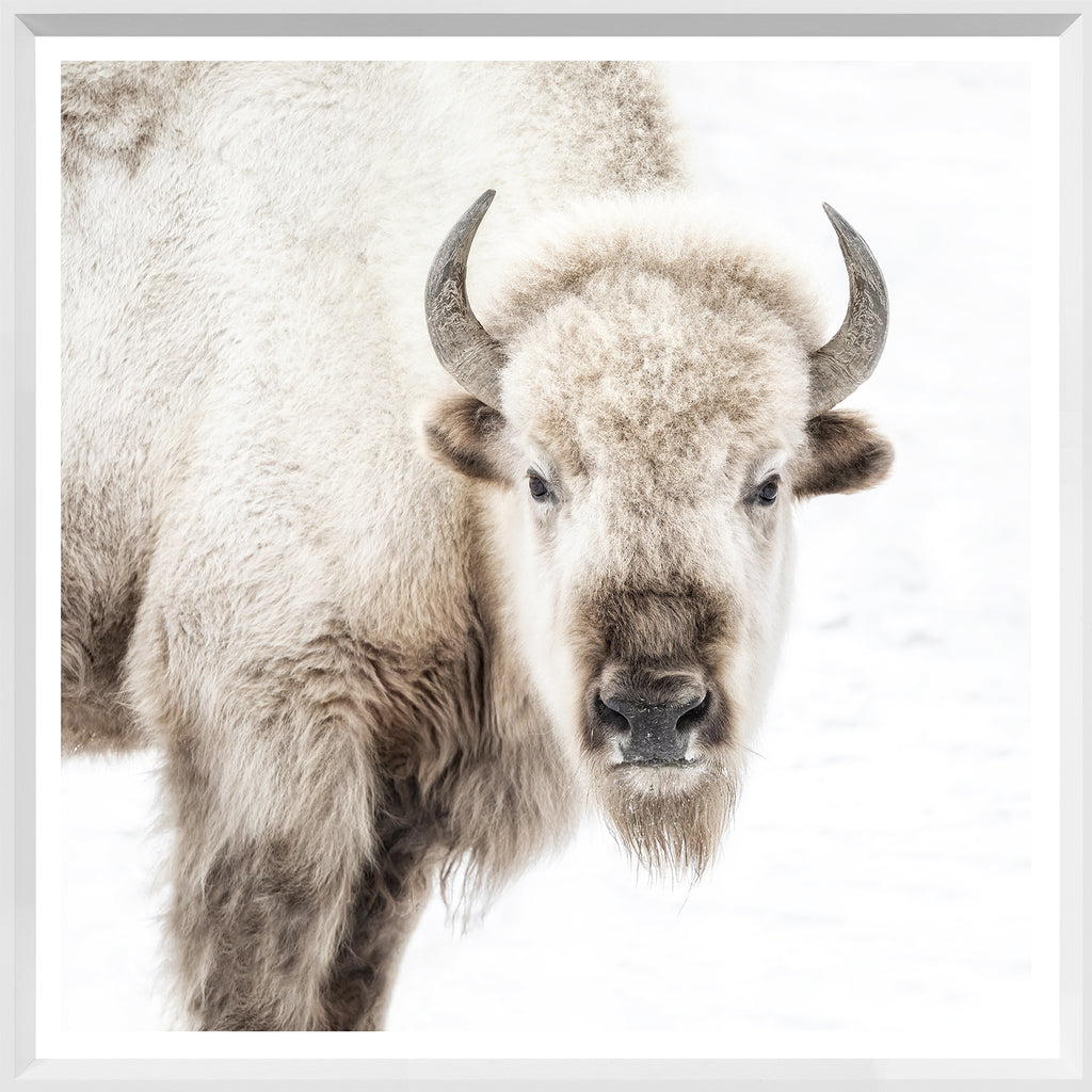 Sacred White Bison Portrait - Light House Co.