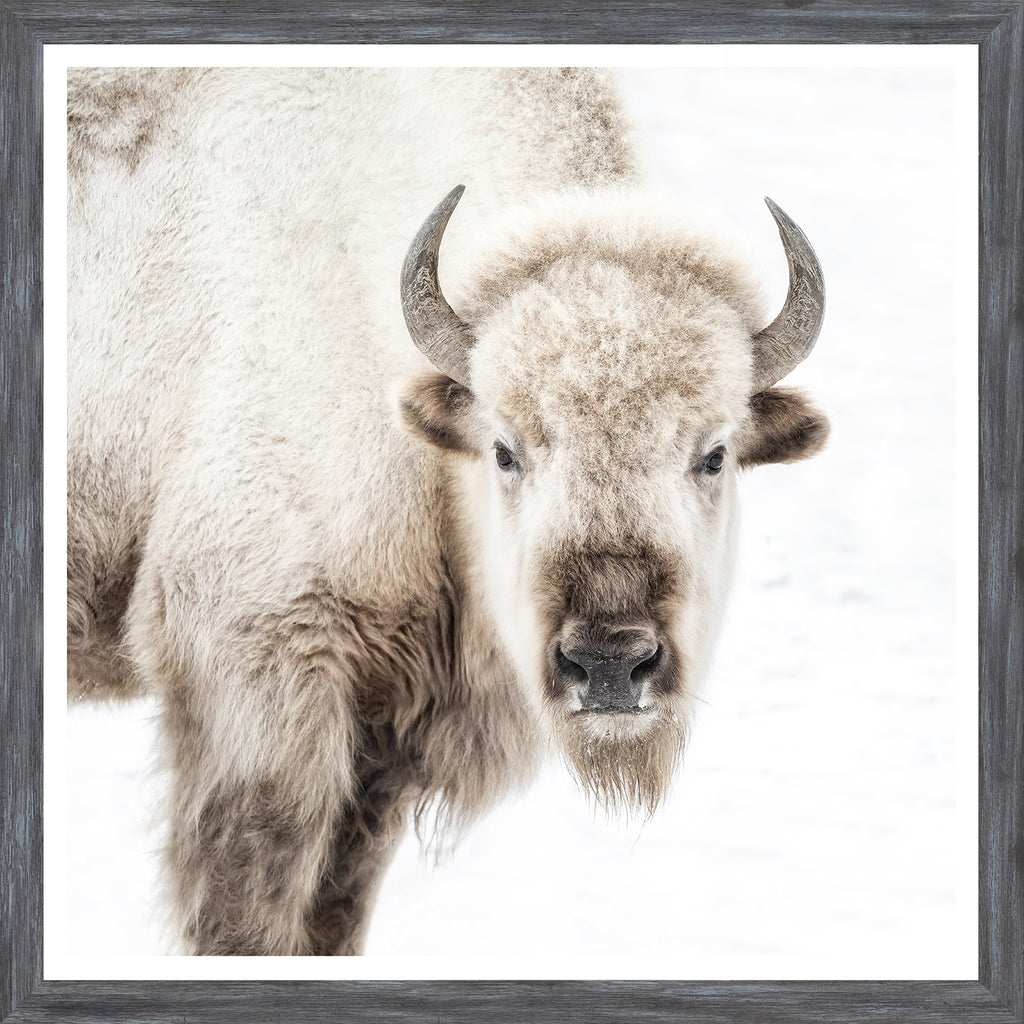 Sacred White Bison Portrait - Light House Co.